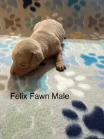 Felix, a male Miniature Pinscher for sale in Waupaca, WI – 1 of 1