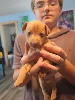 Mac, a  Miniature Pinscher for sale in Waupaca, WI – 1 of 1