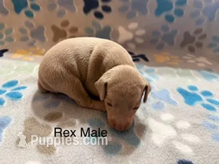 Rex – Miniature Pinscher puppy for sale in Waupaca, WI