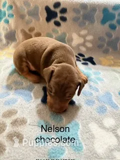 Nelson – Miniature Pinscher puppy for sale in Waupaca, WI