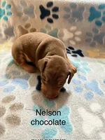 Nelson, a male Miniature Pinscher for sale in Waupaca, WI – 1 of 1