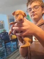 Bubba, a male Miniature Pinscher for sale in Waupaca, WI – 1 of 1