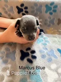 Marcus – Miniature Pinscher puppy for sale in Waupaca, WI
