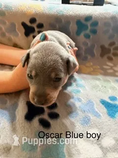 Oscar – Miniature Pinscher puppy for sale in Waupaca, WI