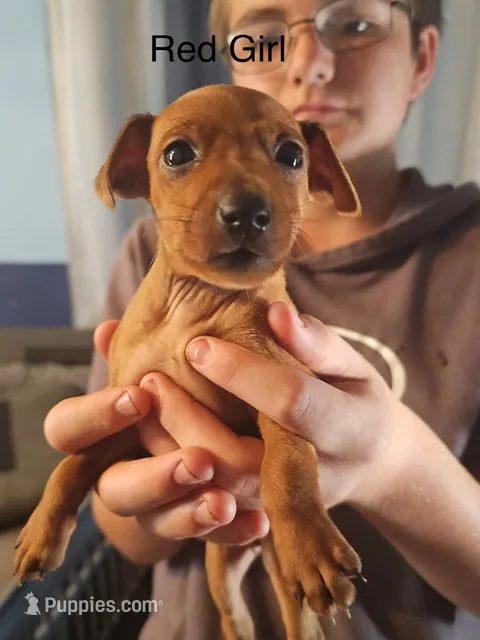 Jewel's – Miniature Pinscher puppy for sale in Waupaca, WI