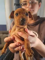 Jewel's, a female Miniature Pinscher for sale in Waupaca, WI – 1 of 1