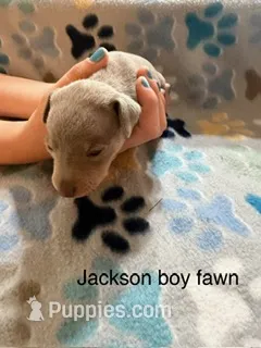 Jackson – Miniature Pinscher puppy for sale in Waupaca, WI