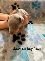 Jackson, a male Miniature Pinscher for sale in Waupaca, WI – 1 of 1