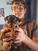 Maxine, a female Miniature Pinscher for sale in Waupaca, WI – 1 of 1