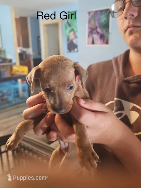 Ruby – Miniature Pinscher puppy for sale in Waupaca, WI