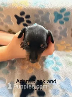 Adam – Miniature Pinscher puppy for sale in Waupaca, WI