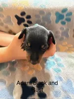 Adam, a male Miniature Pinscher for sale in Waupaca, WI – 1 of 1