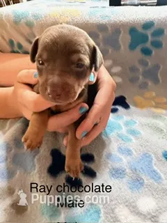 Ray – Miniature Pinscher puppy for sale in Waupaca, WI