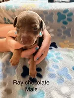 Ray, a male Miniature Pinscher for sale in Waupaca, WI – 1 of 1