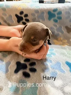 Harry – Miniature Pinscher puppy for sale in Waupaca, WI