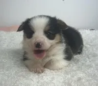 Charlie , a male Pembroke Welsh Corgi for sale in Hillsville, VA – Photo 2 of 2