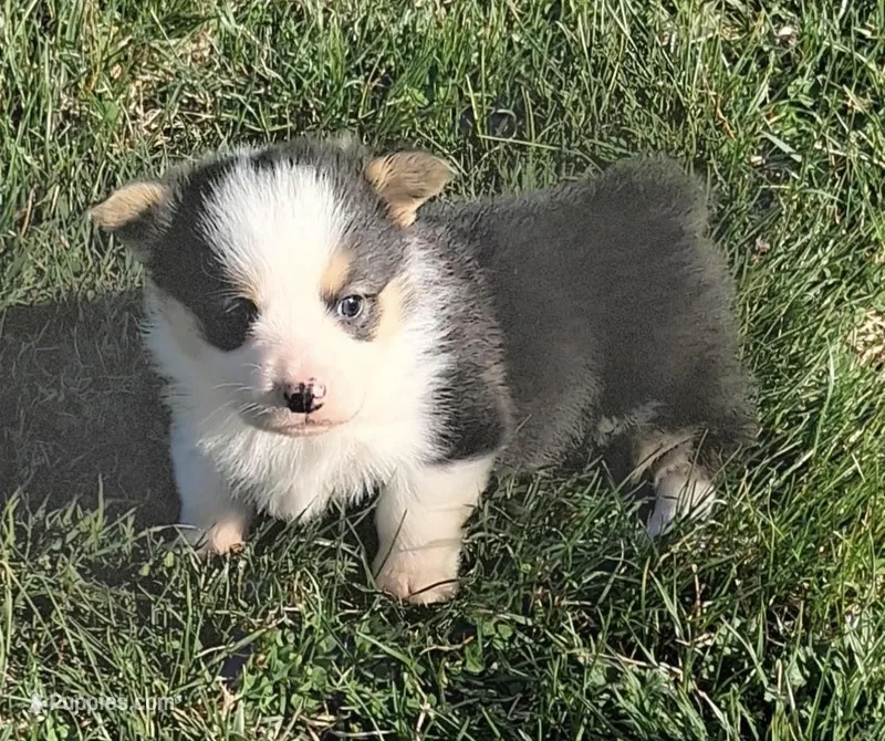 Charlie  – Pembroke Welsh Corgi puppy for sale in Hillsville, VA