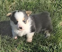 Charlie , a male Pembroke Welsh Corgi for sale in Hillsville, VA – Photo 1 of 2