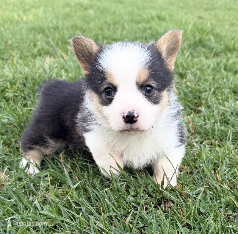 Charlie  – Pembroke Welsh Corgi puppy for sale in Hillsville, VA