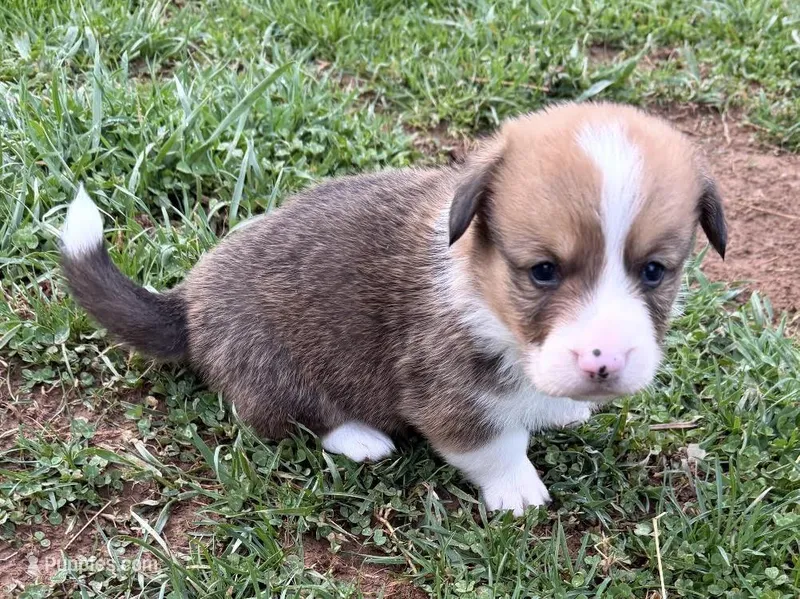 Wrangler – Pembroke Welsh Corgi puppy for sale in Hillsville, VA