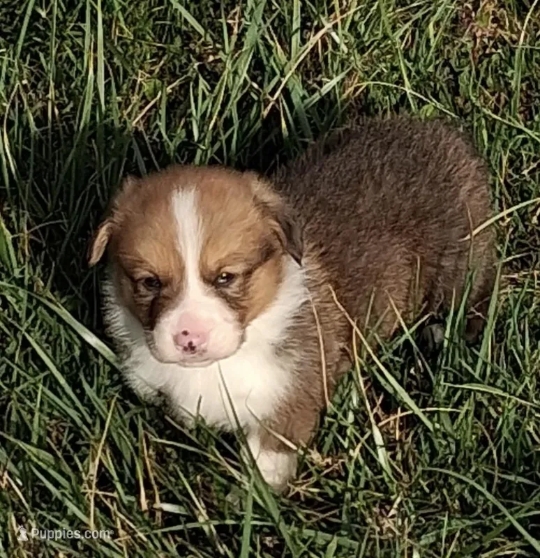 Wrangler – Pembroke Welsh Corgi puppy for sale in Hillsville, VA