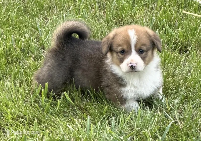 Wrangler – Pembroke Welsh Corgi puppy for sale in Hillsville, VA