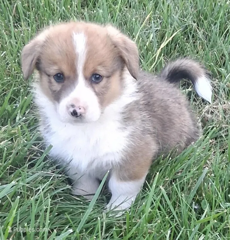 Wrangler – Pembroke Welsh Corgi puppy for sale in Hillsville, VA
