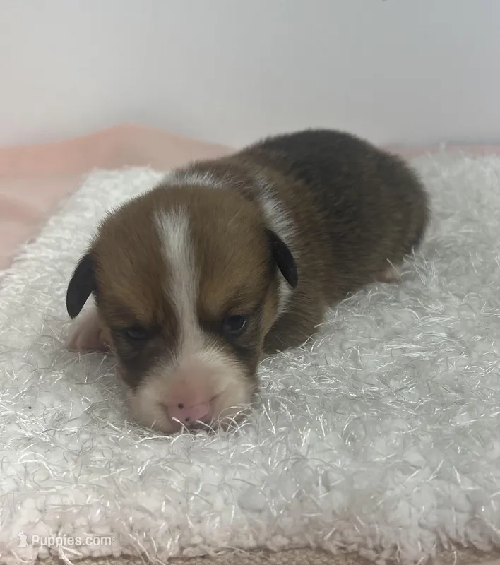 Wrangler – Pembroke Welsh Corgi puppy for sale in Hillsville, VA