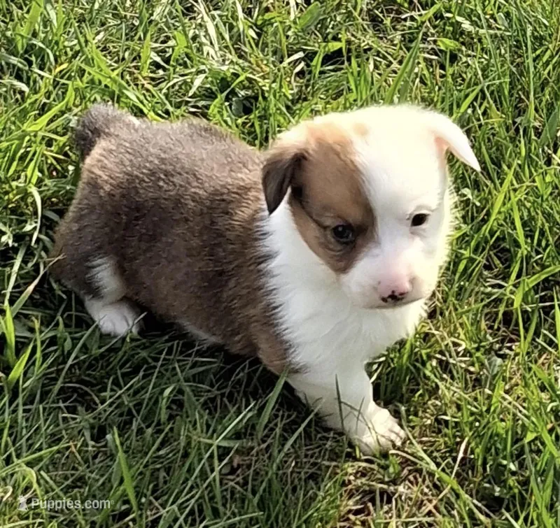Rodeo – Pembroke Welsh Corgi puppy for sale in Hillsville, VA