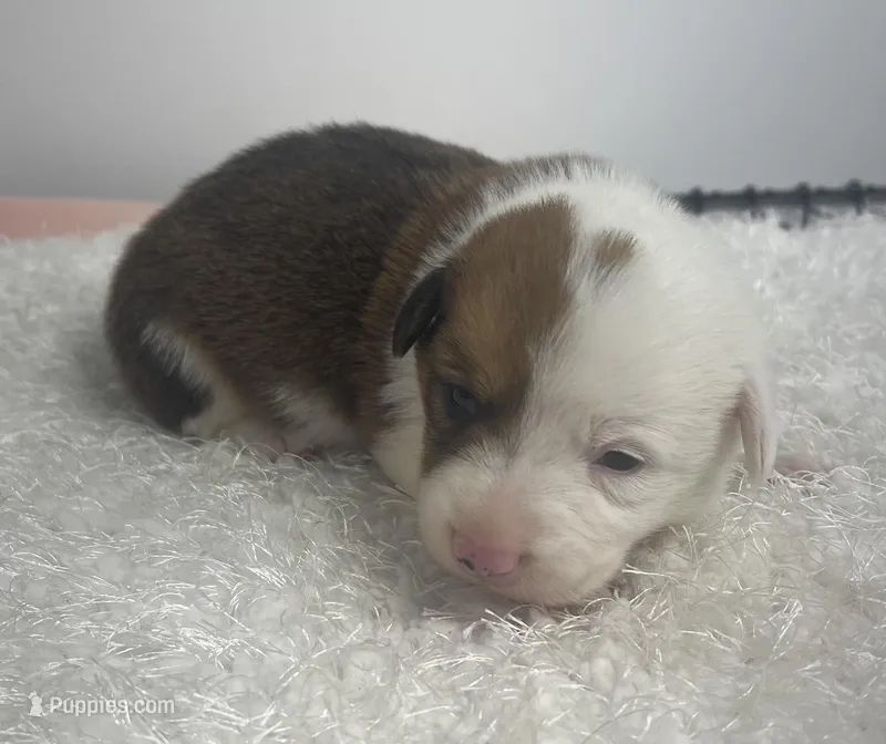 Rodeo – Pembroke Welsh Corgi puppy for sale in Hillsville, VA