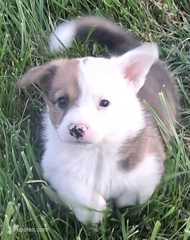 Rodeo – Pembroke Welsh Corgi puppy for sale in Hillsville, VA
