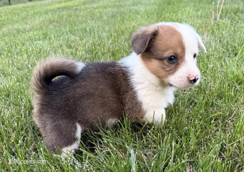 Rodeo – Pembroke Welsh Corgi puppy for sale in Hillsville, VA
