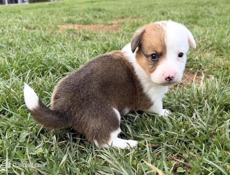Rodeo – Pembroke Welsh Corgi puppy for sale in Hillsville, VA