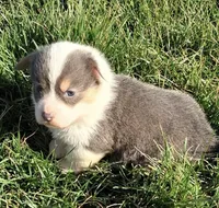 Remi, a female Pembroke Welsh Corgi for sale in Hillsville, VA – Photo 1 of 2
