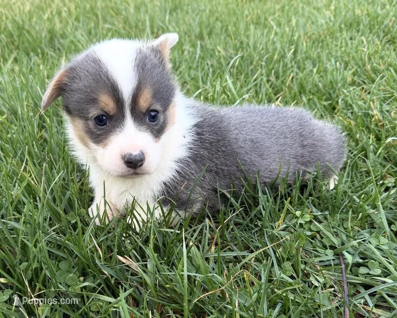 Remi – Pembroke Welsh Corgi puppy for sale in Hillsville, VA