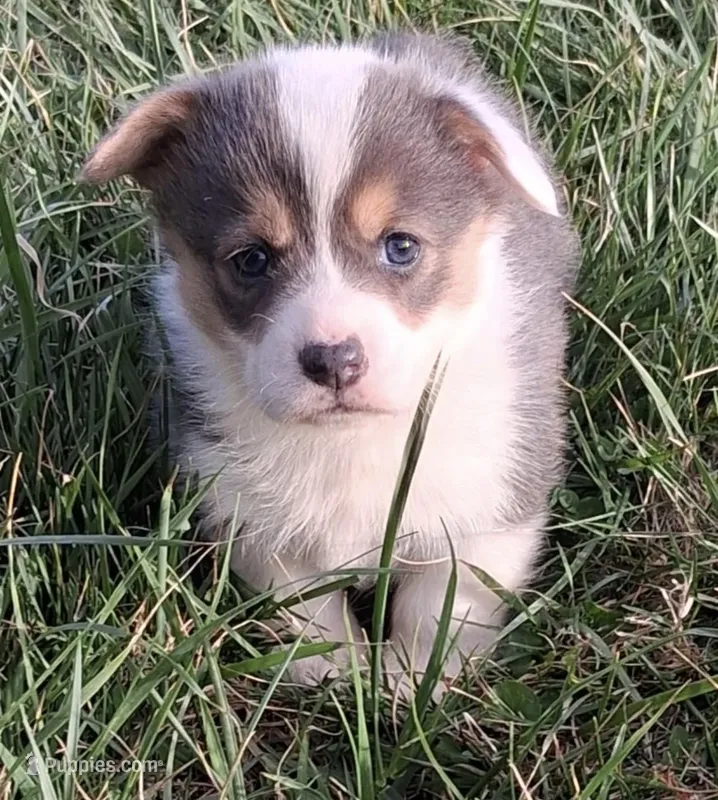 Remi – Pembroke Welsh Corgi puppy for sale in Hillsville, VA