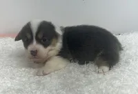 Remi, a female Pembroke Welsh Corgi for sale in Hillsville, VA – Photo 2 of 2