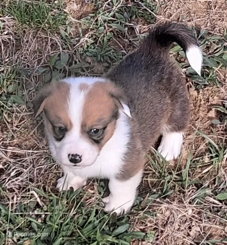 Laredo – Pembroke Welsh Corgi puppy for sale in Hillsville, VA