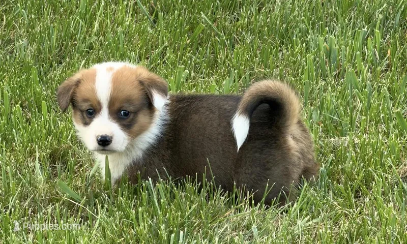 Laredo – Pembroke Welsh Corgi puppy for sale in Hillsville, VA