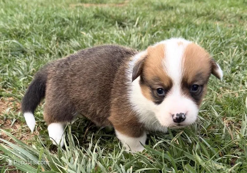 Laredo – Pembroke Welsh Corgi puppy for sale in Hillsville, VA