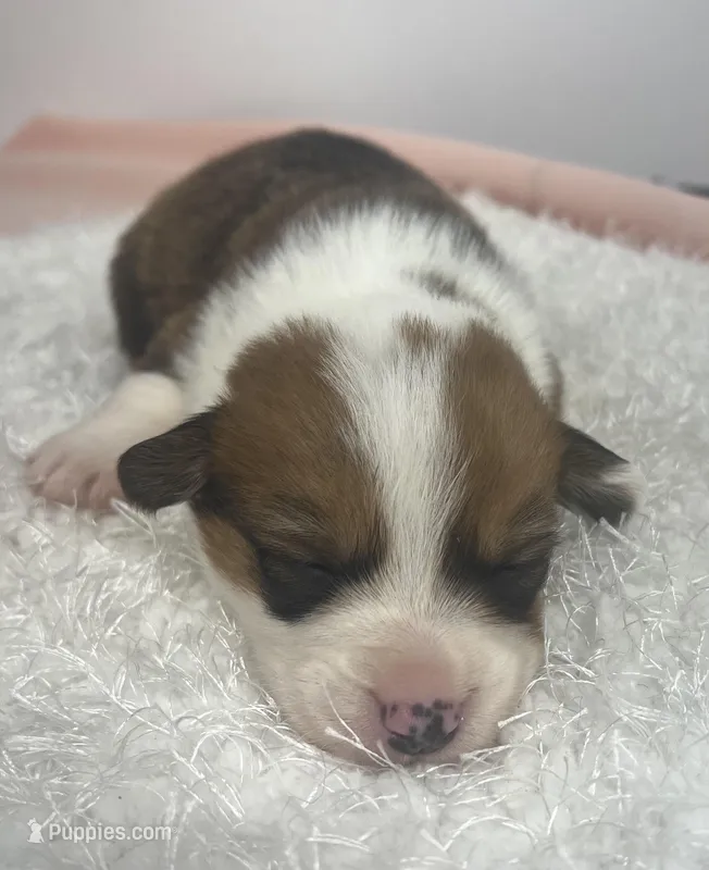 Laredo – Pembroke Welsh Corgi puppy for sale in Hillsville, VA