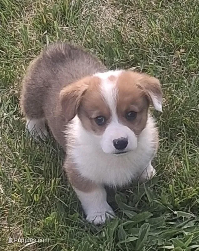 Laredo – Pembroke Welsh Corgi puppy for sale in Hillsville, VA
