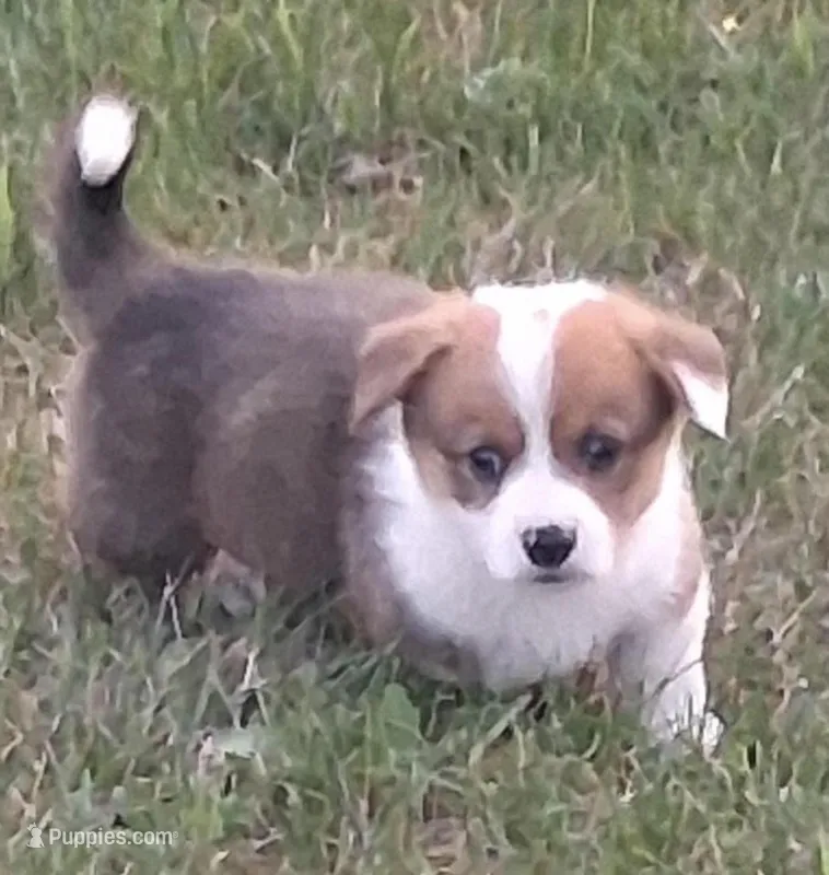 Laredo – Pembroke Welsh Corgi puppy for sale in Hillsville, VA