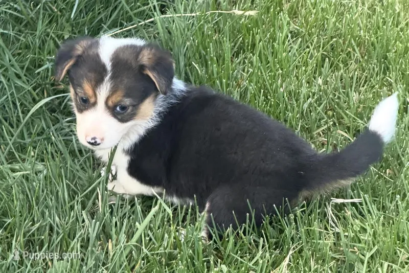 Annie – Pembroke Welsh Corgi puppy for sale in Hillsville, VA
