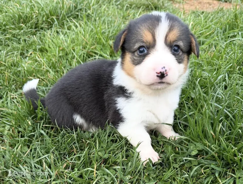 Annie – Pembroke Welsh Corgi puppy for sale in Hillsville, VA