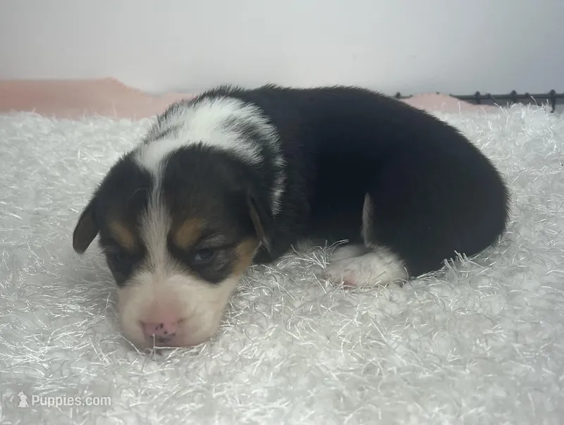 Annie – Pembroke Welsh Corgi puppy for sale in Hillsville, VA