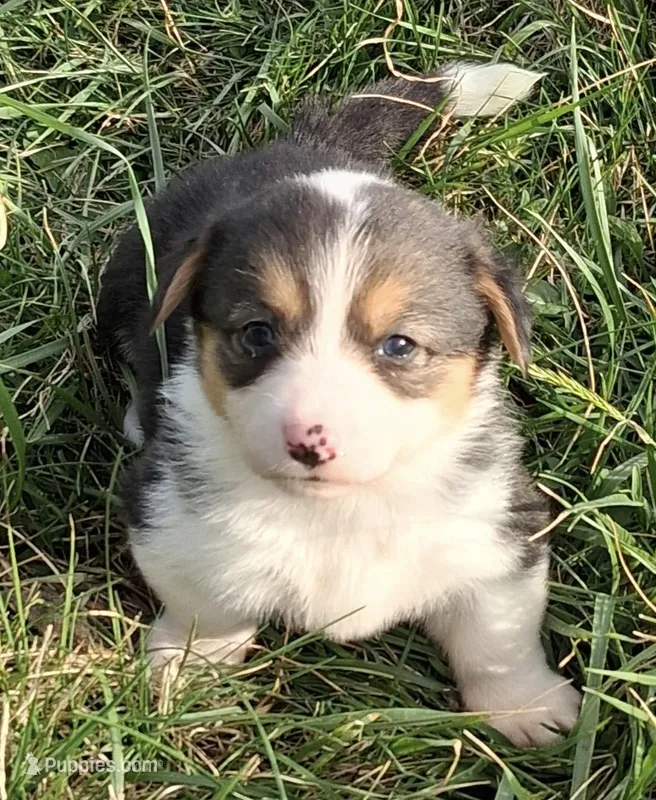 Annie – Pembroke Welsh Corgi puppy for sale in Hillsville, VA