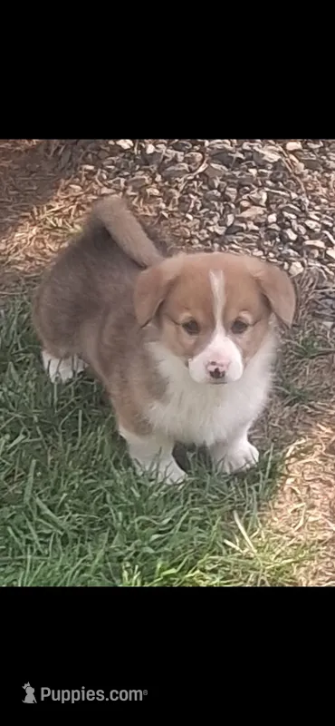 Wrangler – Pembroke Welsh Corgi puppy for sale in Hillsville, VA
