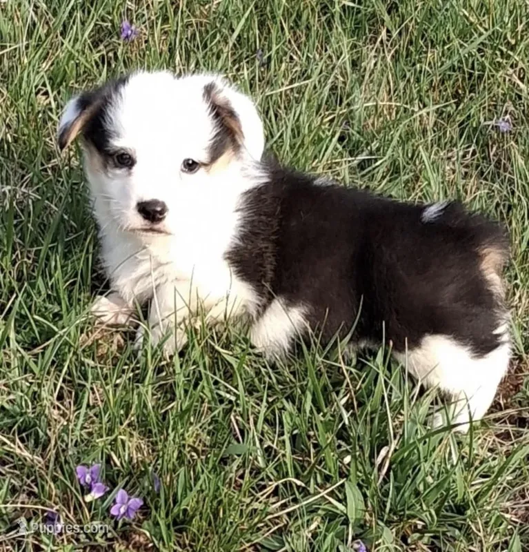 Indie  – Pembroke Welsh Corgi puppy for sale in Hillsville, VA