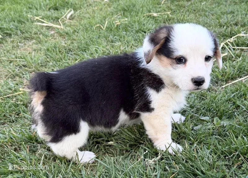 Indie  – Pembroke Welsh Corgi puppy for sale in Hillsville, VA